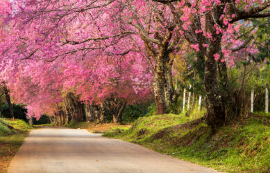 ดอกพญาเสือโคร่งขุนวาง